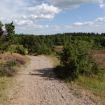 Heideblüte in der Lüneburger Heide (16)
