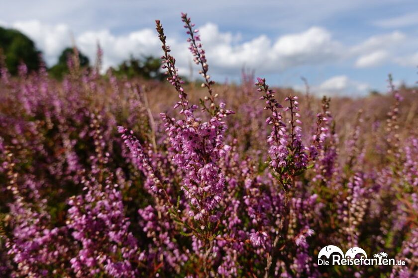Heideblüte in der Lüneburger Heide (17)
