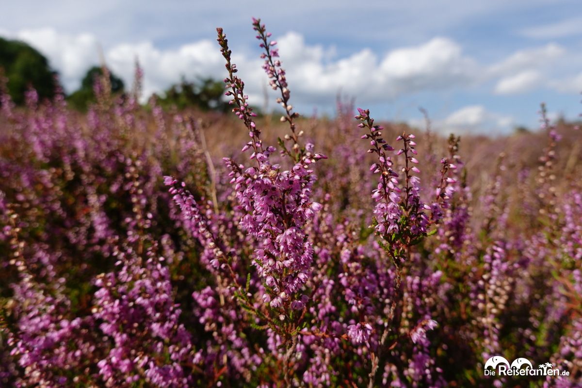 Heideblüte in der Lüneburger Heide (17)