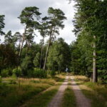 Heideblüte in der Lüneburger Heide (20)