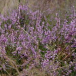 Heideblüte in der Lüneburger Heide (3)