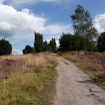Heideblüte in der Lüneburger Heide (4)