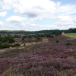 Heideblüte in der Lüneburger Heide (5)