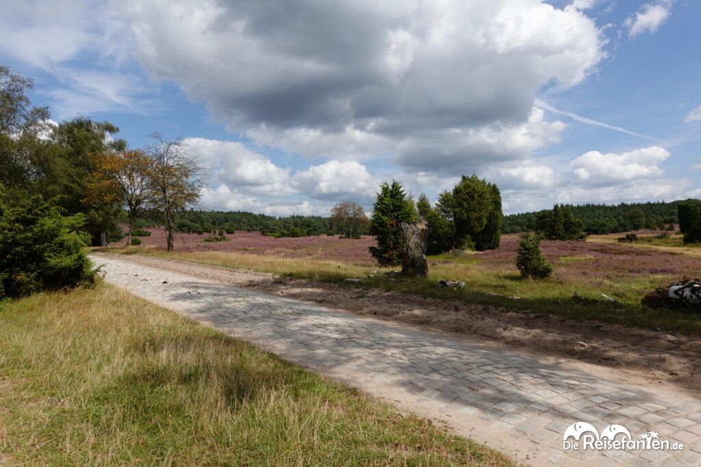 Heideblüte in der Lüneburger Heide (7)