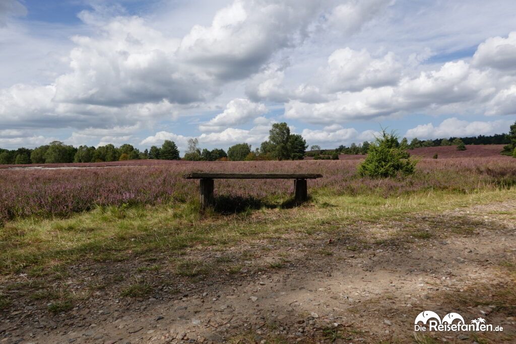 Heideblüte in der Lüneburger Heide (8)