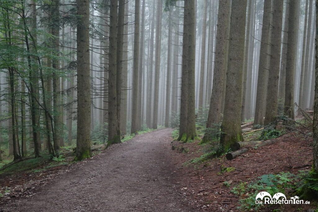 Wanderung zum Berggasthof Neureuth (22)