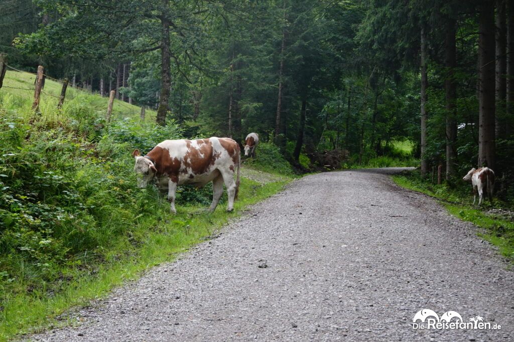 Wanderung zum Berggasthof Neureuth (6)