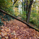 Im Neckartal von Heidelberg nach Eberbach (10)