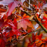 Luisenpark Mannheim im Herbst (12)