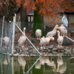 Luisenpark Mannheim im Herbst (13)