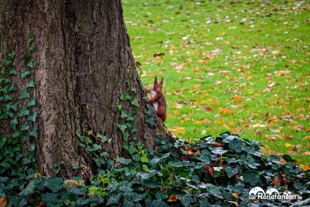 Luisenpark Mannheim im Herbst (14)