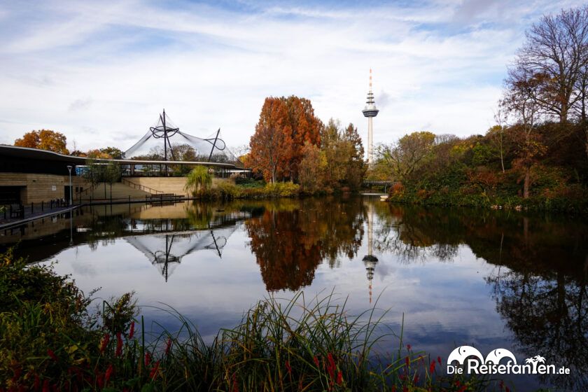 Luisenpark Mannheim im Herbst (2)