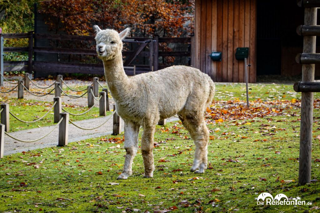 Luisenpark Mannheim im Herbst (3)