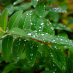 Luisenpark Mannheim im Herbst (6)