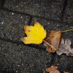 Luisenpark Mannheim im Herbst (9)