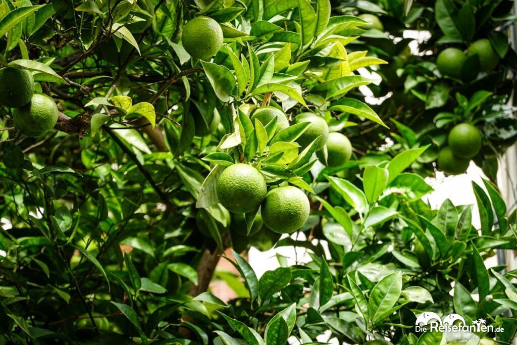 Ristorante Hostaria Corte San Lucia in Nardò (2)