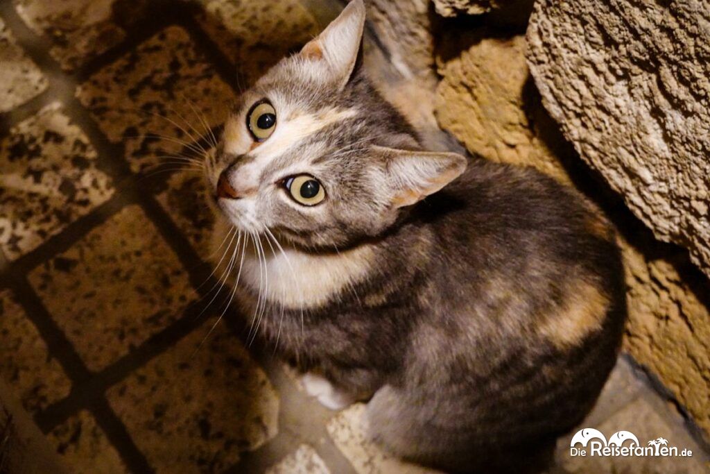 Spontane Pizza in Alliste Trattoria Pizzeria Kajà im Test (8)