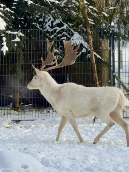 Bürgerpark Bremen (3)