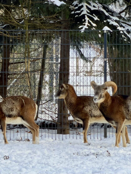 Bürgerpark Bremen (4)