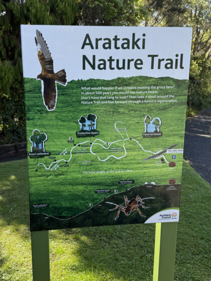 Von Auckland nach Piha (4)