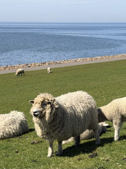 Büsum Impressionen (9)