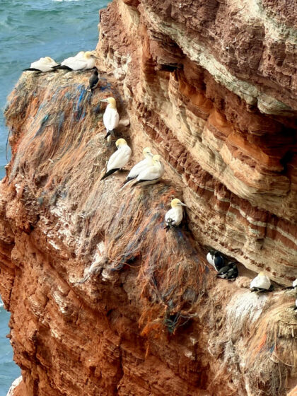 Helgoland (1)