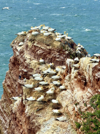 Helgoland (2)