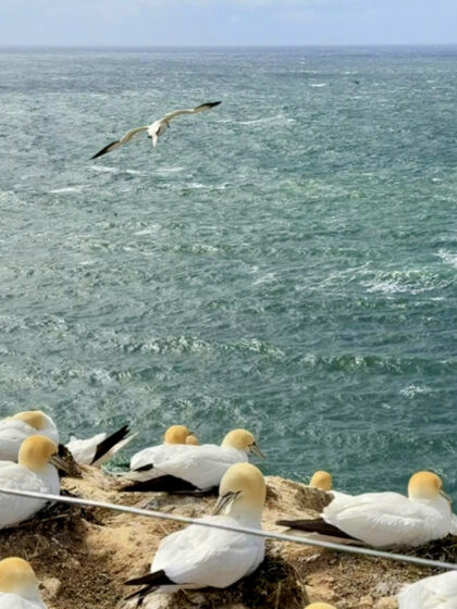 Helgoland (4)