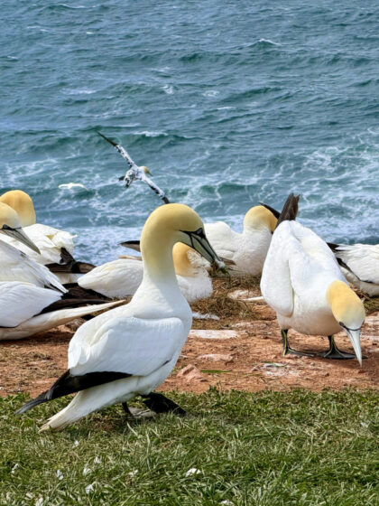 Helgoland (5)
