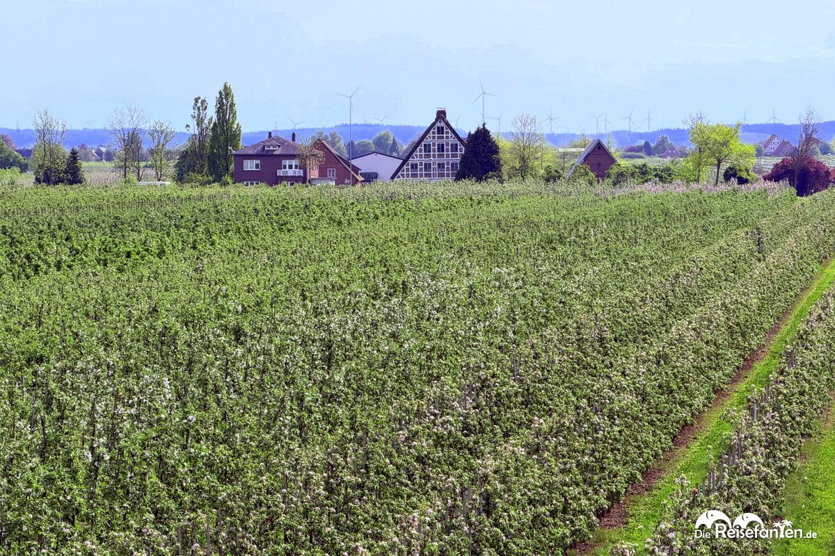 Im Alten Land (2)