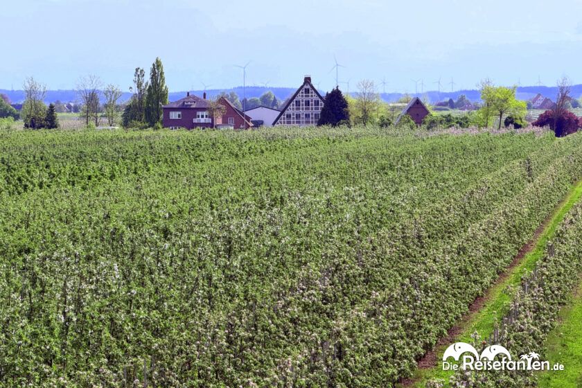 Im Alten Land (2)