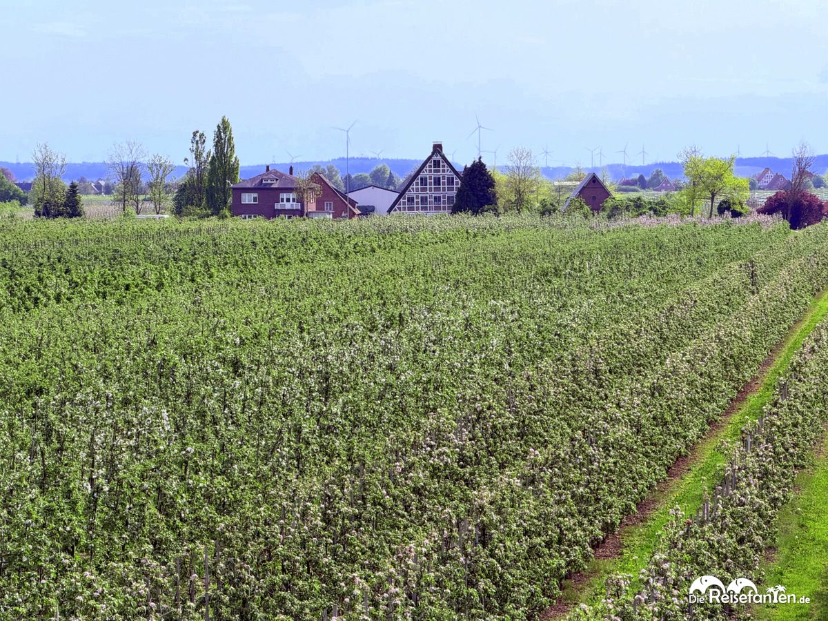 Im Alten Land (2)