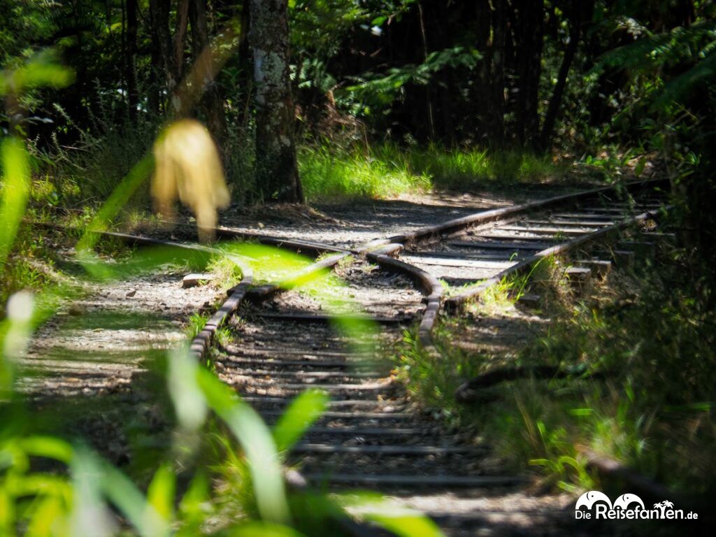 Karangahake Gorge (4)