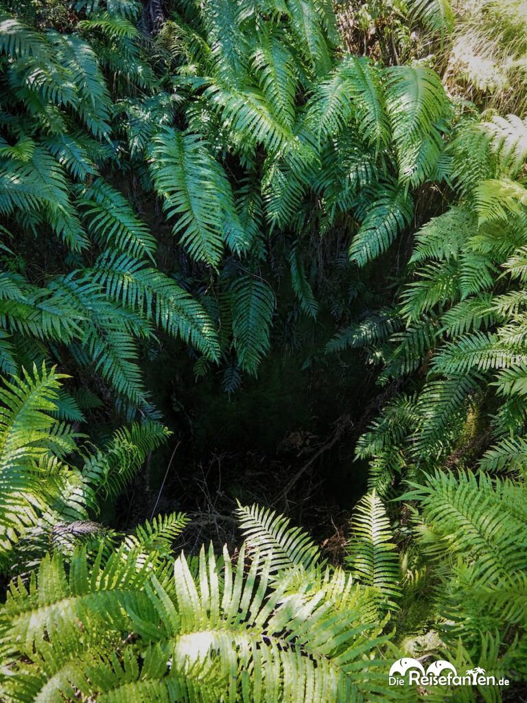 Karangahake Gorge (5)