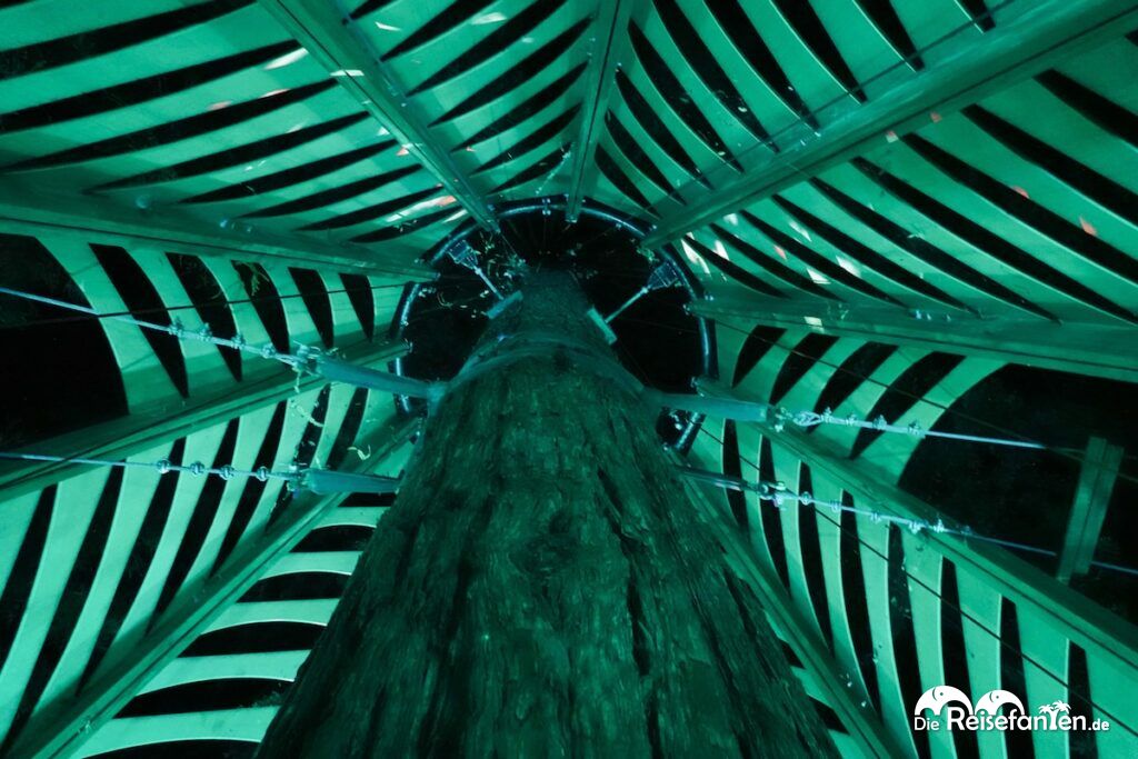 Redwoods Treewalk Rotorua (10)