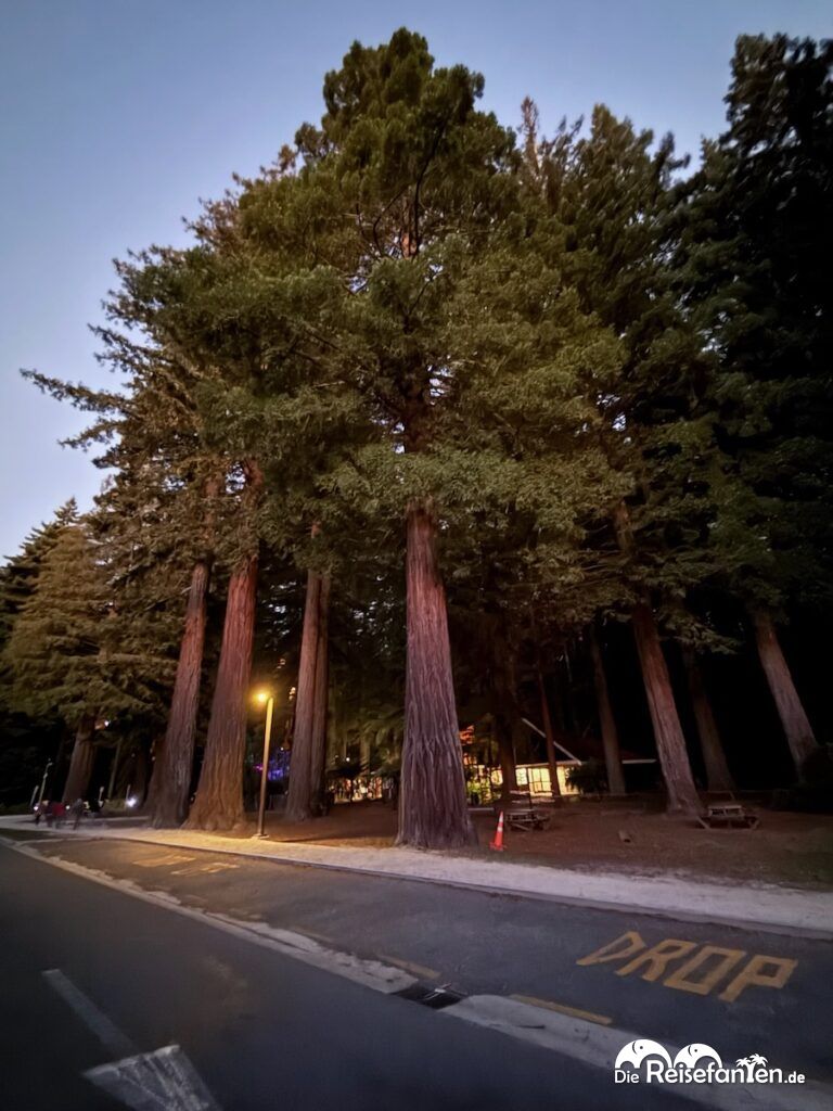Redwoods Treewalk Rotorua (11)