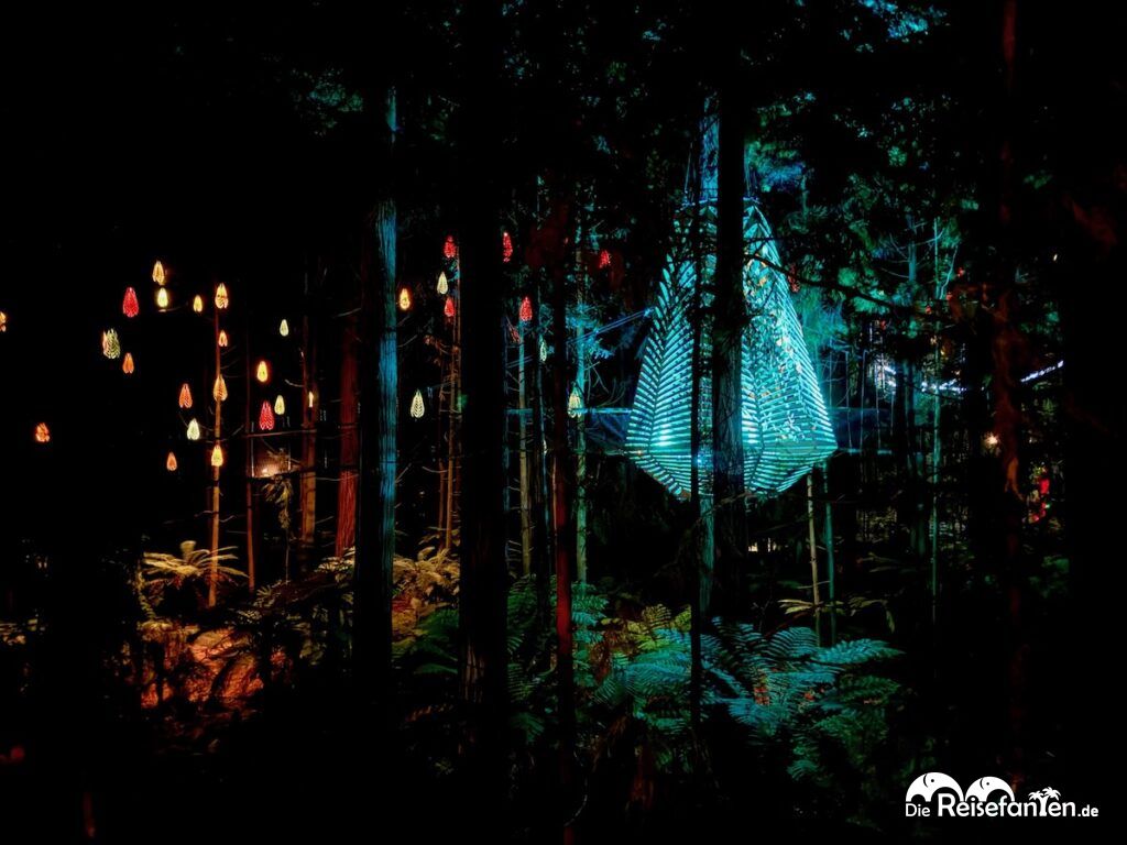 Redwoods Treewalk Rotorua (15)