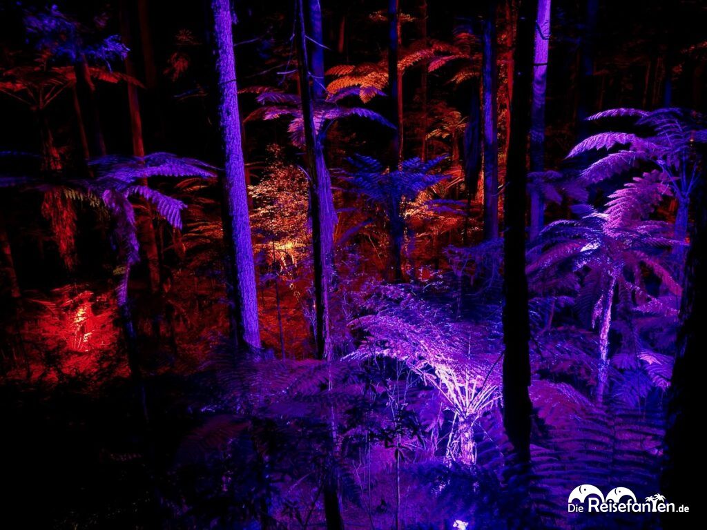 Redwoods Treewalk Rotorua (18)
