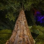 Redwoods Treewalk Rotorua (2)