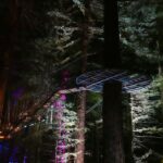 Redwoods Treewalk Rotorua (5)
