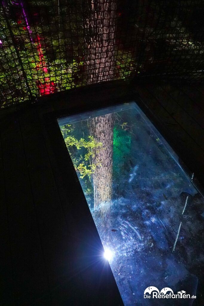 Redwoods Treewalk Rotorua (6)