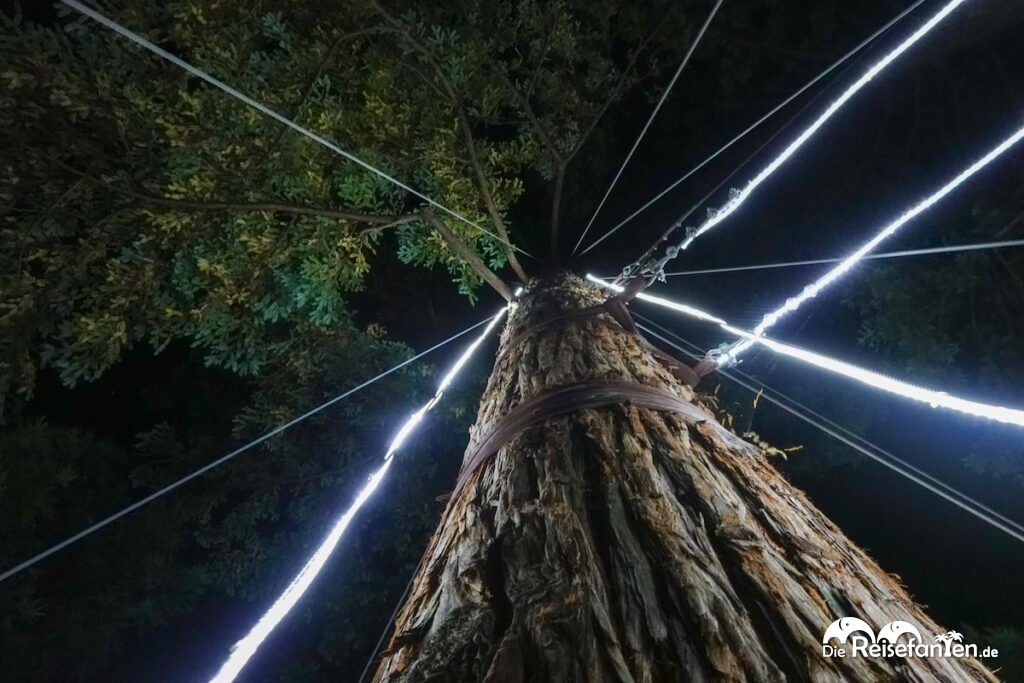 Redwoods Treewalk Rotorua (8)