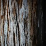 Redwoods Treewalk Rotorua (9)