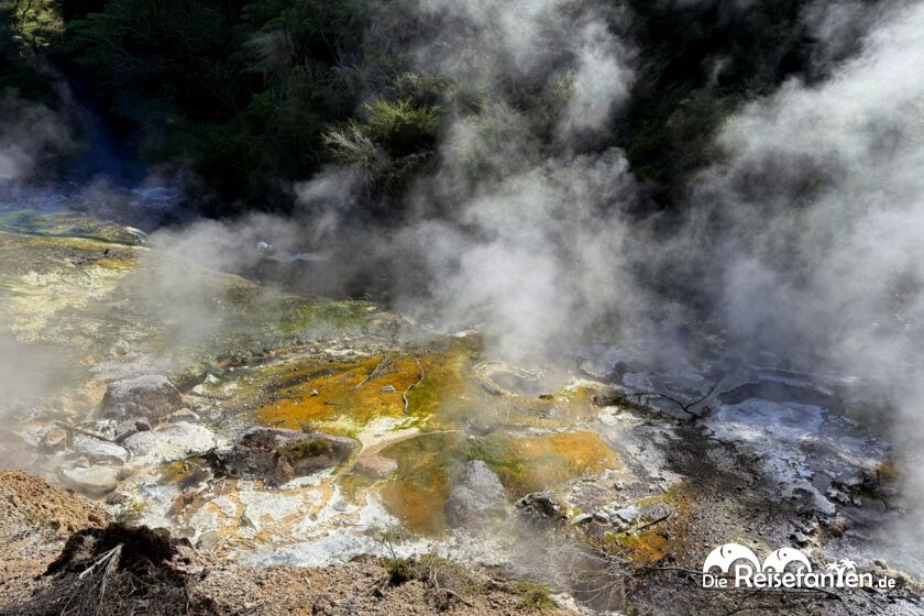 Waimangu Volcanic Valley (1)