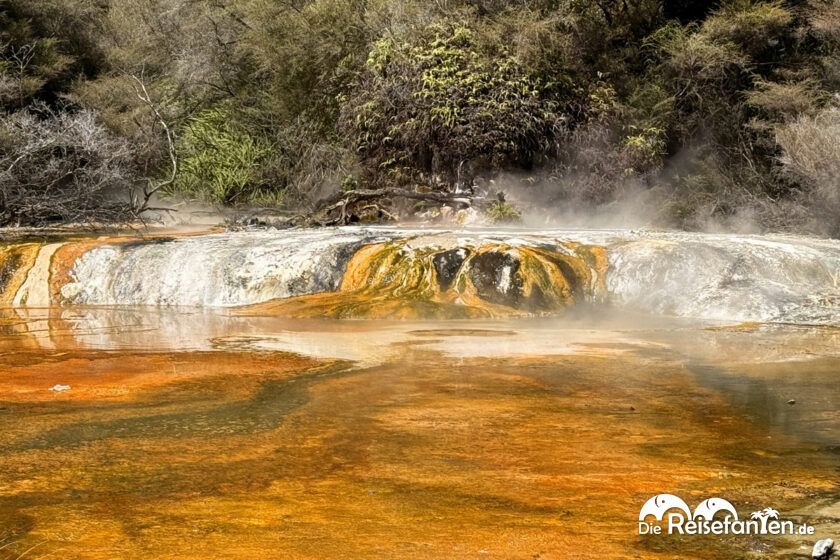 Waimangu Volcanic Valley (10)
