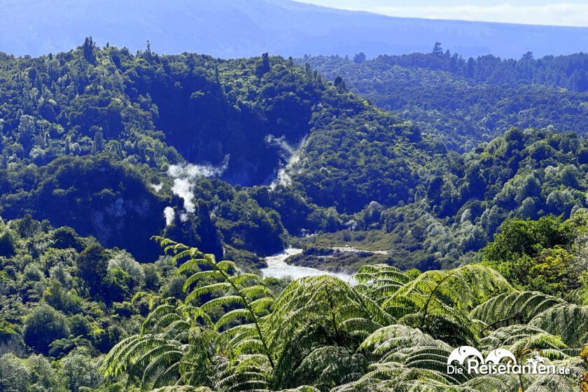 Waimangu Volcanic Valley (14)
