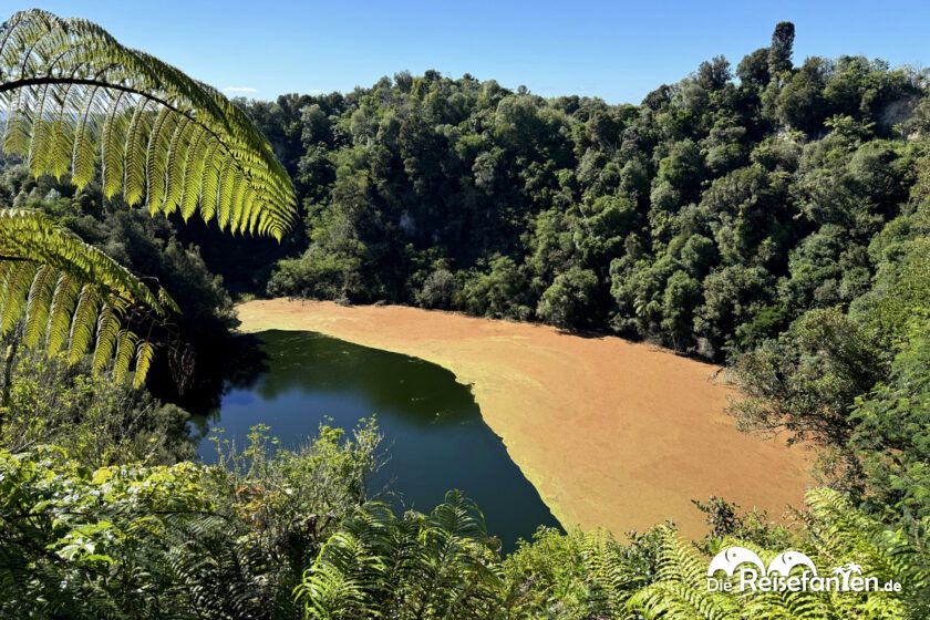 Waimangu Volcanic Valley (15)