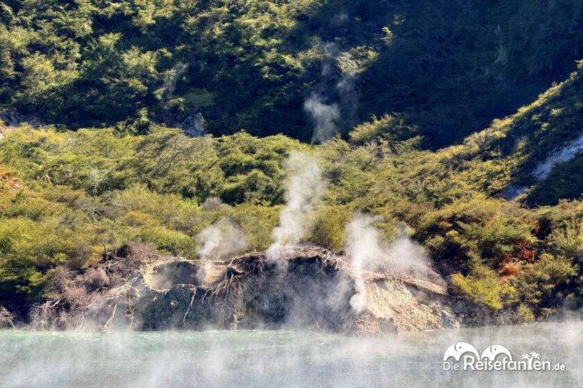 Waimangu Volcanic Valley (17)