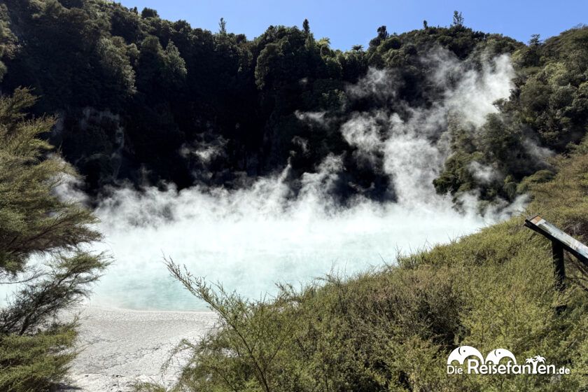 Waimangu Volcanic Valley (3)