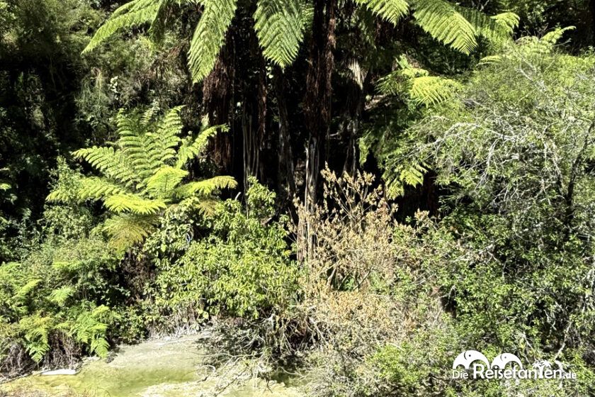 Waimangu Volcanic Valley (6)